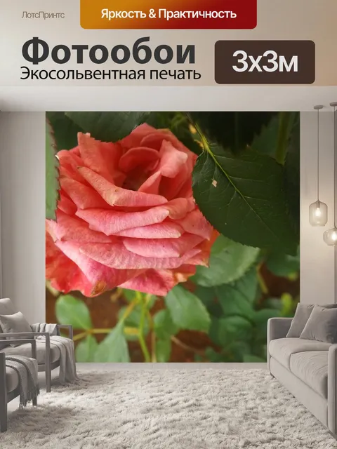 Фотообои Роза