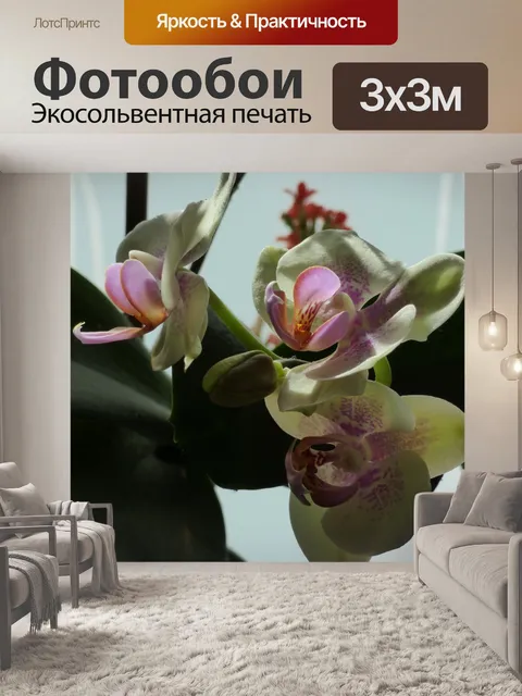 Фотообои Орхидея