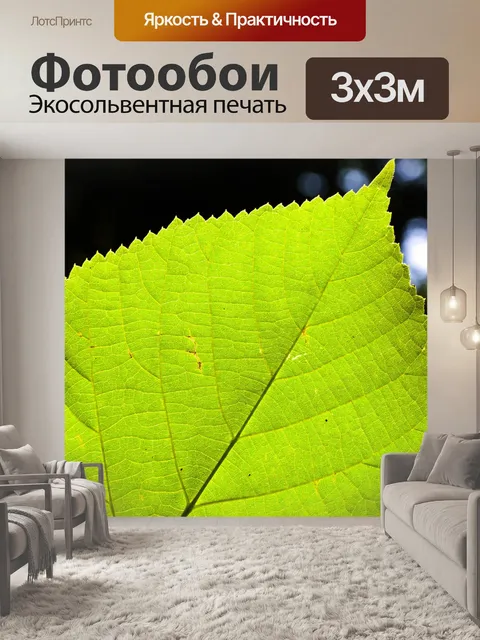 Фотообои Лист лайма