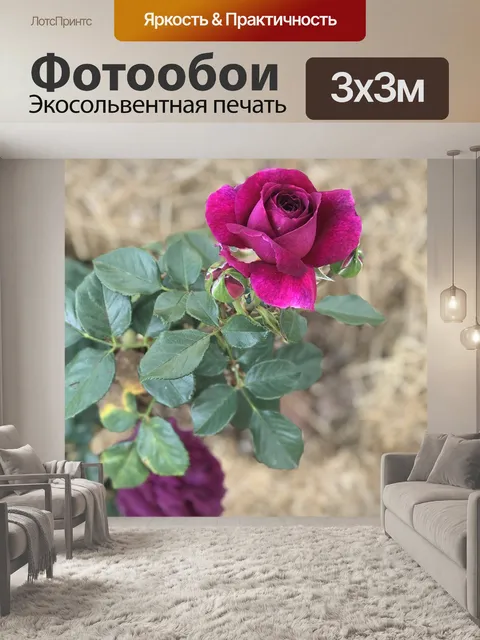 Фотообои Роза