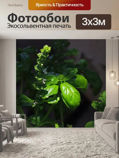 Фотообои солнечный свет на листьях растения базил