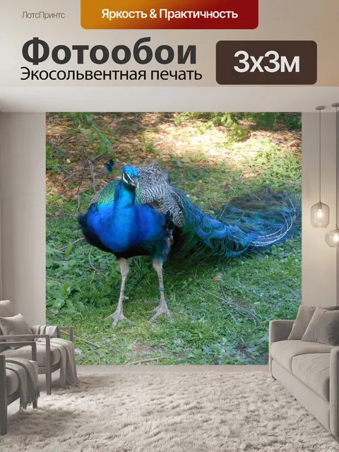 Фотообои Павлин