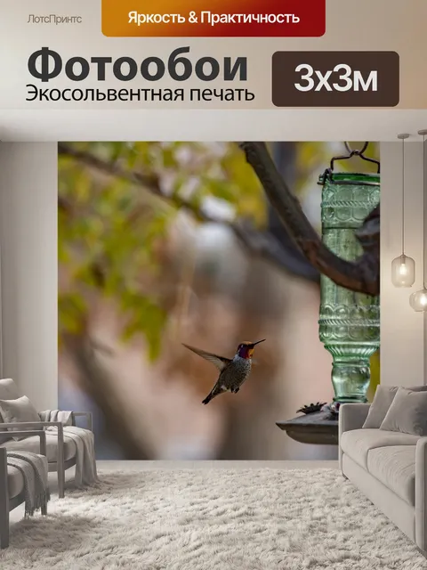 Фотообои Колибри Анны