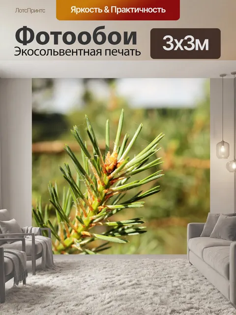 Фотообои Хвойные 01