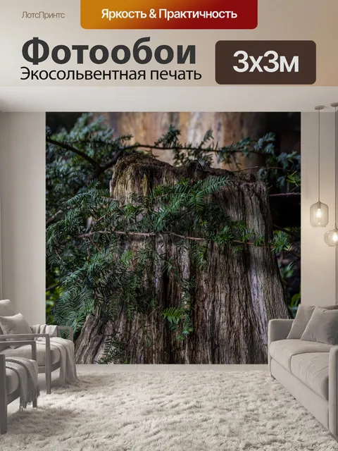 Фотообои Пень и сосновые ветви