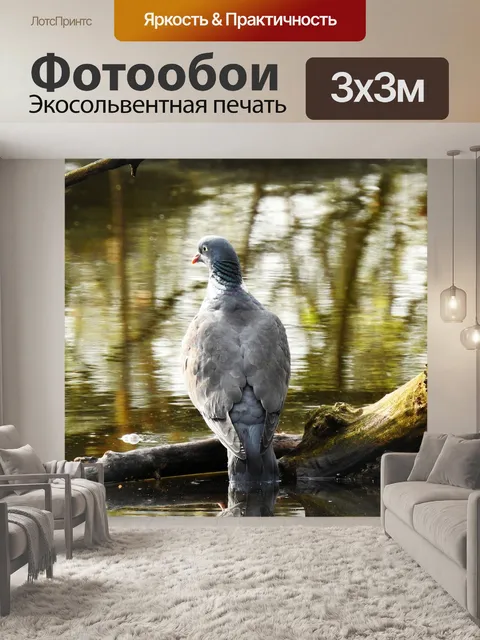 Фотообои Голубь