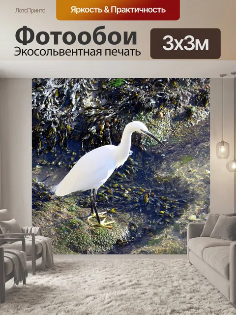 Фотообои Айгретт у края воды
