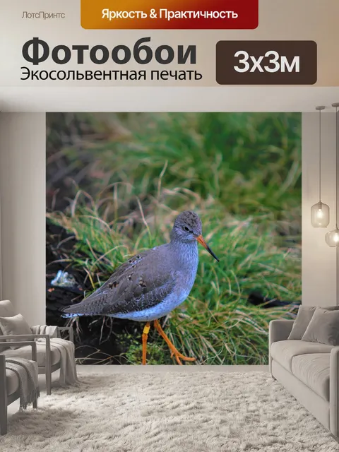 Фотообои Птицы