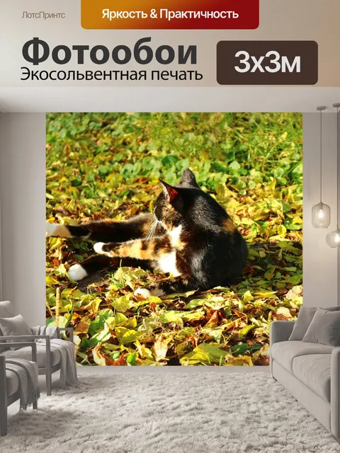 Фотообои Кот