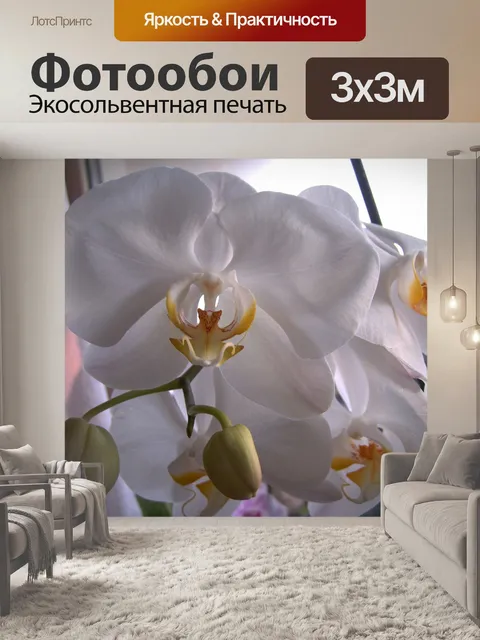 Фотообои Орхидея