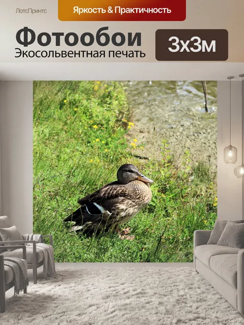 Фотообои утка