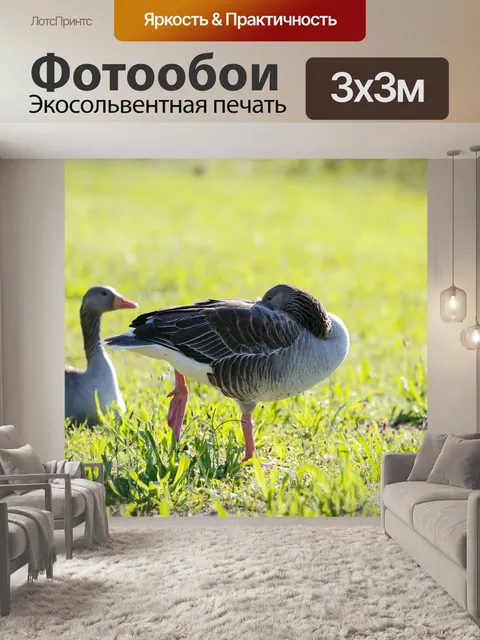 Фотообои Гуси