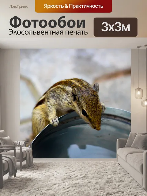 Фотообои Белка