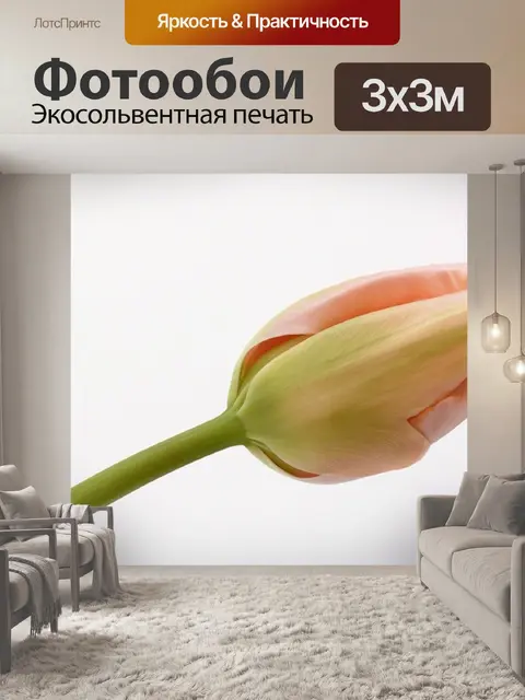 Фотообои Тюльпан