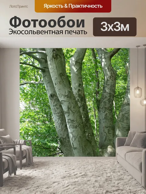 Фотообои Стволы деревьев