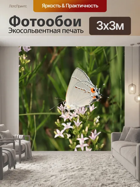 Фотообои Серая Прическа Бабочка 4