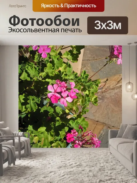 Фотообои розовые цветы пеларгонии в горшке