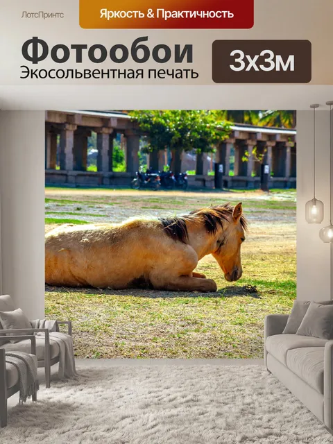 Фотообои Лошадь