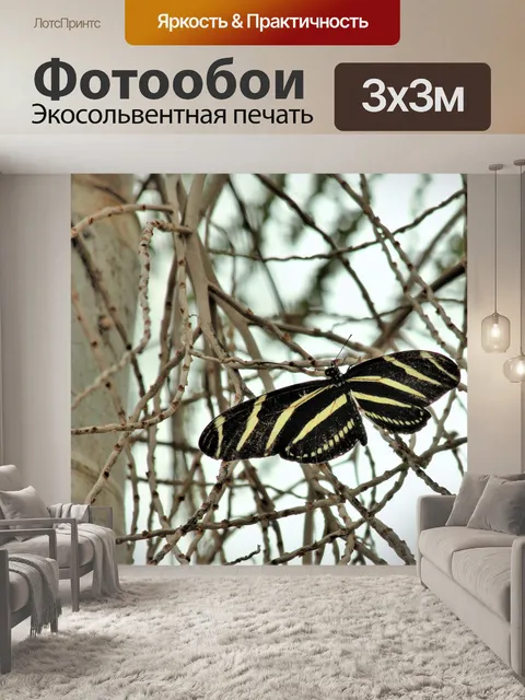 Фотообои Зебра Длинная бабочка