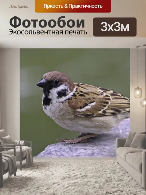 Фотообои Птица