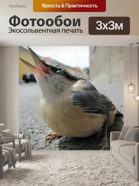 Фотообои Птица