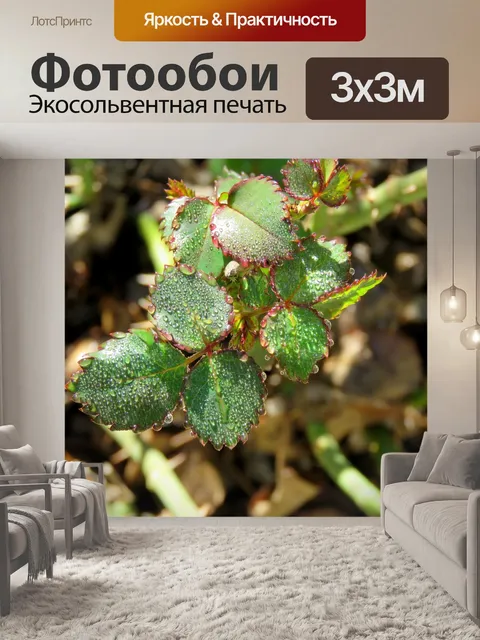 Фотообои Листья розы