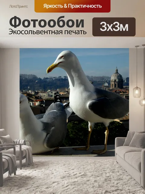 Фотообои Чайки