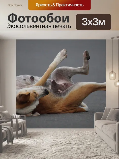 Фотообои Собака