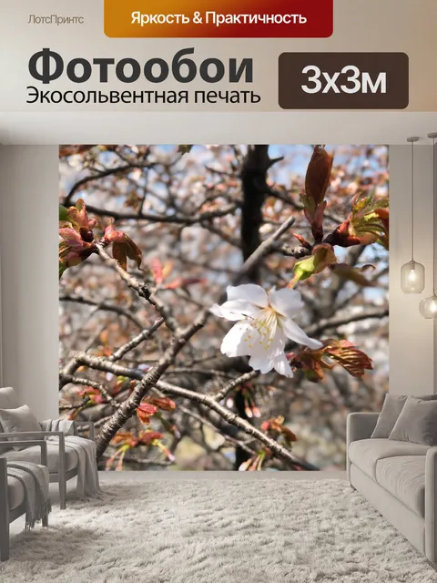 Фотообои Вишни в цвету