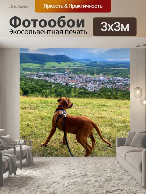 Фотообои Собака