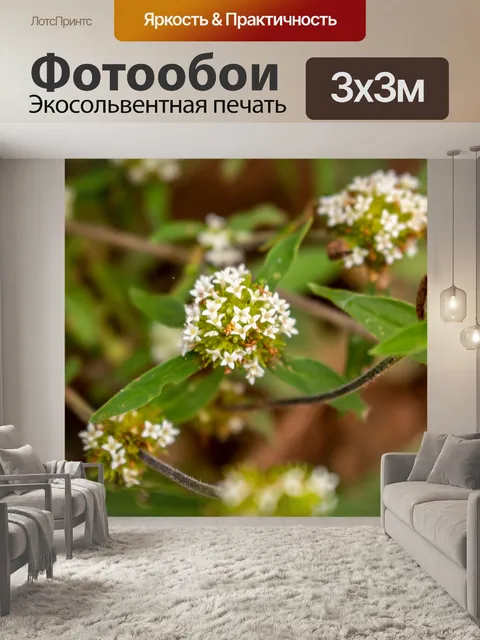 Фотообои Гриб