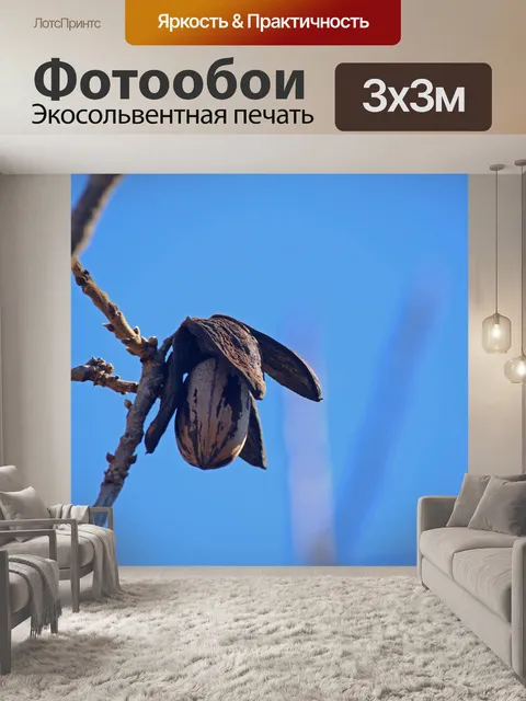 Фотообои спелый орех пекан на дереве