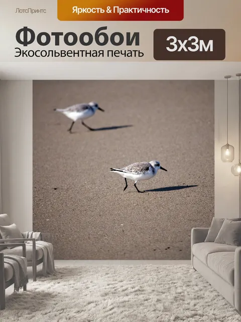 Фотообои Две птенцы Сандерлинга