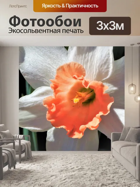 Фотообои Оранжевый и белый нарцисс крупным планом