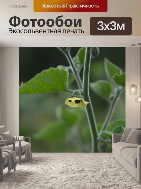 Фотообои Цветы