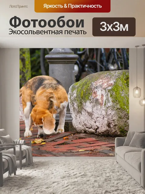 Фотообои Собака