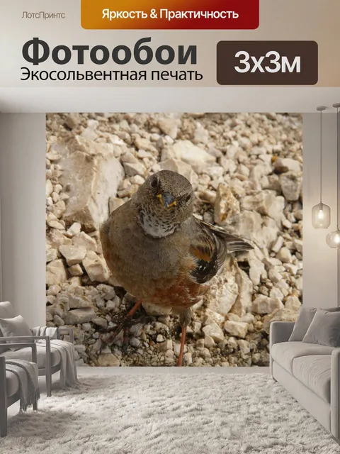 Фотообои Птица