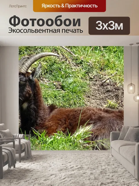 Фотообои Горный козел расслабляющий