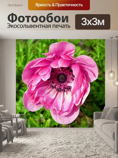 Фотообои Анемоны