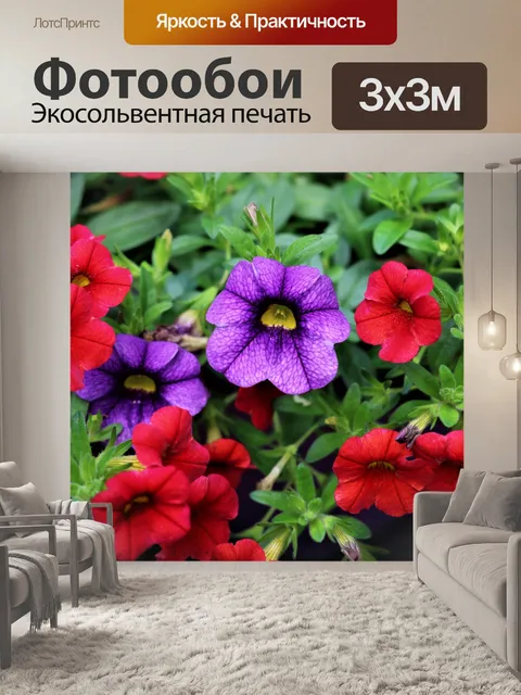 Фотообои Фиолетовые и красные мини петунии