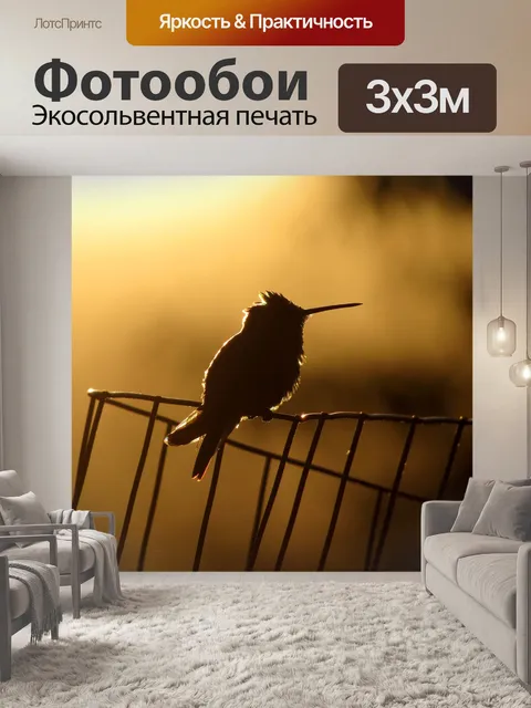 Фотообои Колибри