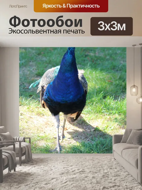 Фотообои Птица