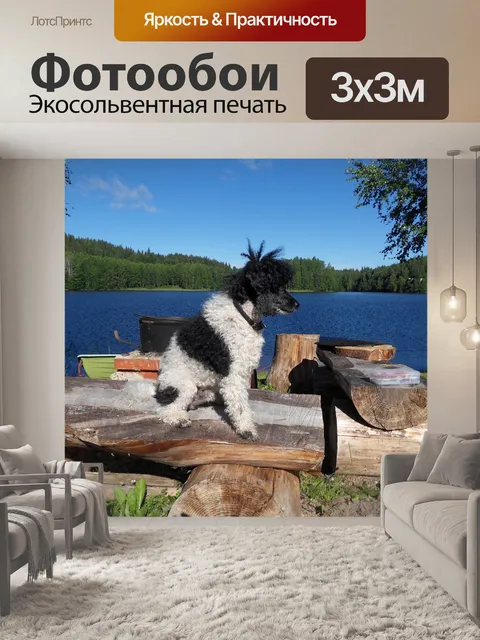 Фотообои Собака