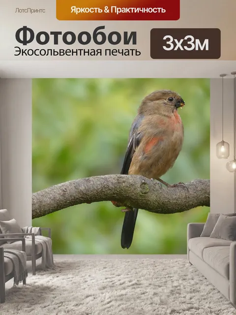 Фотообои Животное
