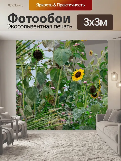 Фотообои Красивые подсолнухи