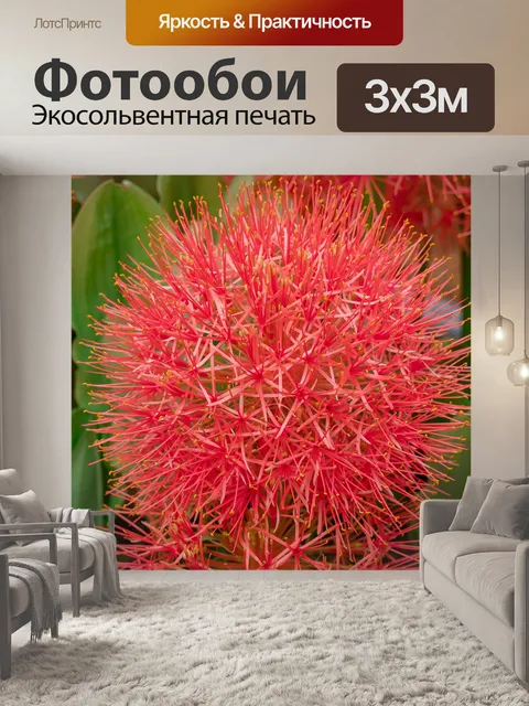 Фотообои Цветок орхидеи