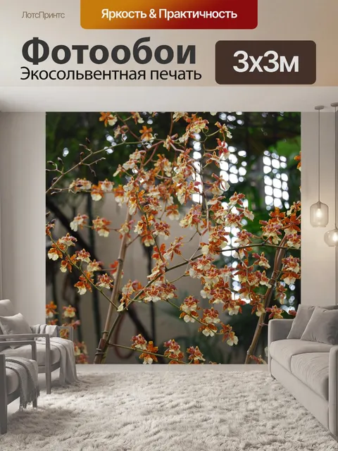 Фотообои Орхидея