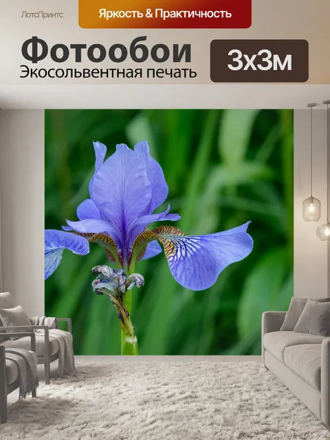 Фотообои Цветок ириса