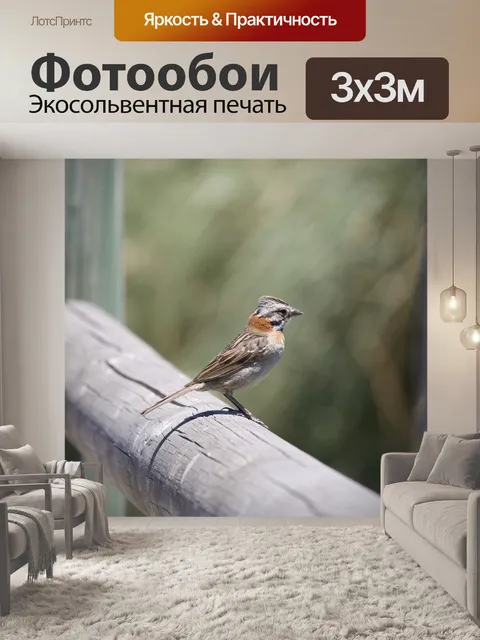 Фотообои Птица