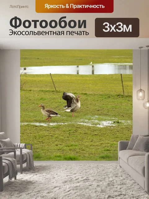 Фотообои Гуси